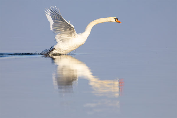 Höckerschwan, momente-der-schoepfung.ch
