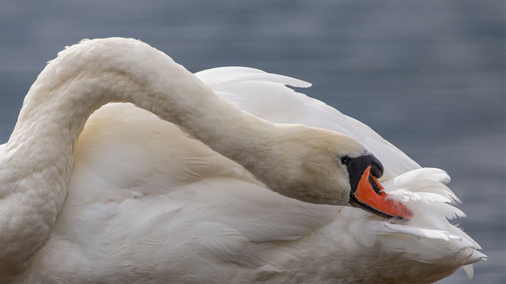 Höckerschwan, momente-der-schoepfung.ch