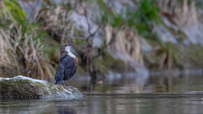 Wasseramsel, momente-der-schopfung.ch