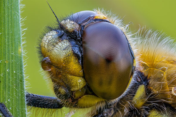 Vielflecklibelle, momente-der-schoepfung.ch
