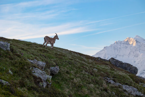 Alpensteinbock, momente-der-schoepfung.ch
