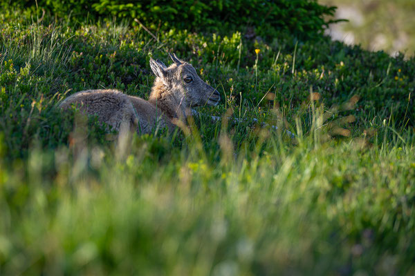 Alpensteinbock, momente-der-schoepfung.ch