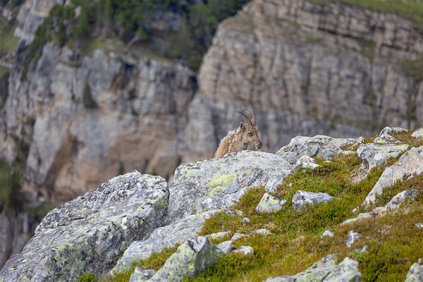 Alpensteinbock, momente-der-schoepfung.ch