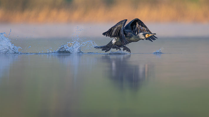 Kormoran, momente-der-schoepfung.ch