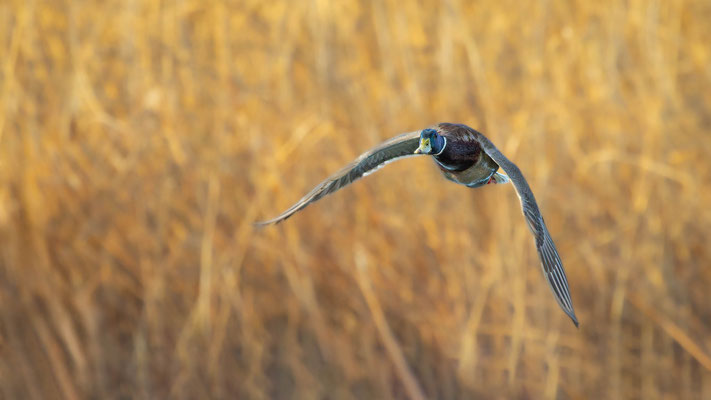 Stockente, momente-der-schoepfung.ch
