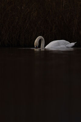 Höckerschwan, momente-der-schoepfung.ch