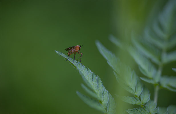 Tanzfliege, momente-der-schoepfung.ch