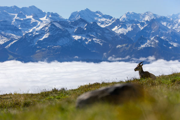 Alpensteinbock, momente-der-schoepfung.ch