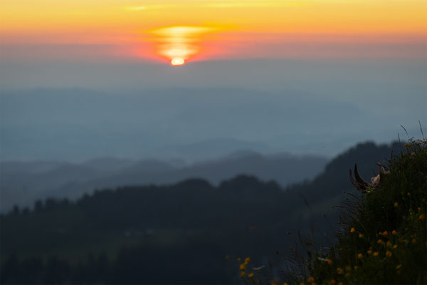 Alpensteinbock, momente-der-schoepfung.ch