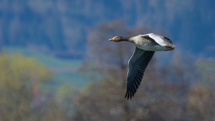Graugans, momente-der-schoepfung.ch