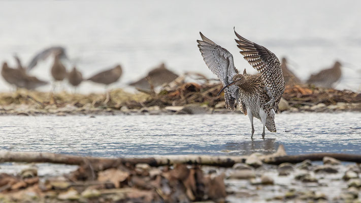 Brachvögel, momente-der-schoepfung.ch