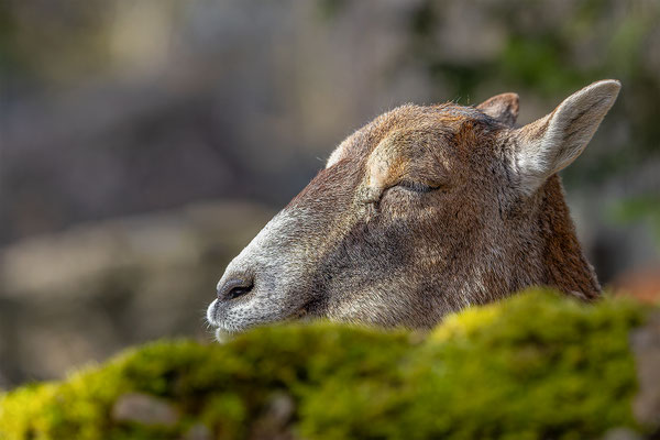 Mufflon, Tierpakt Arth Goldau, momente-der-schoepfung.ch