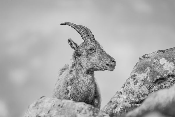 Alpensteinbock, momente-der-schoepfung.ch