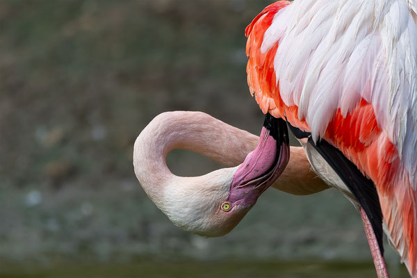 Flamingo, momnete-der-schoepfung.ch