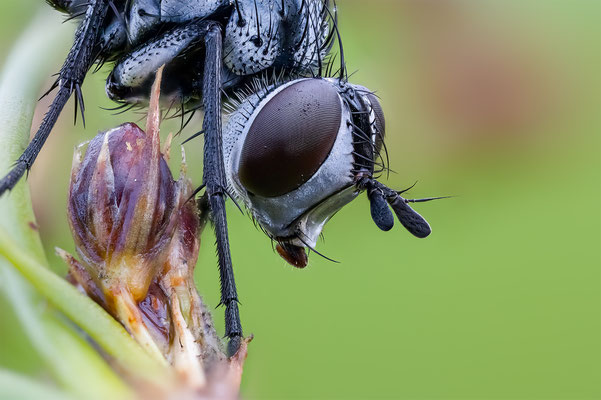 Raupenfliege, ABM4.5:1, momente-der-schoepfung.ch
