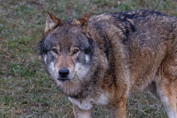 Europäischer Wolf Tierpakt Arth Goldau, momente-der-schoepfung.ch