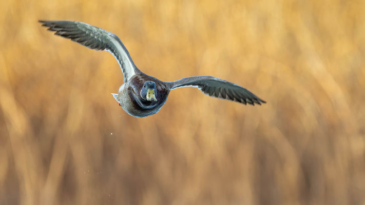 Stockente, momente-der-schoepfung.ch
