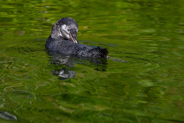 Humboldpinguin, Zürcher Zoo, momente-der-schoepfung.ch
