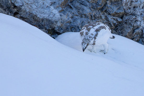 Alpenscheehuhn, momente-der-schoepfung.ch