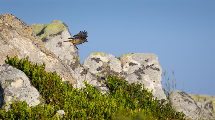 Hausrotschwanz,momente-der-schoepfung.ch