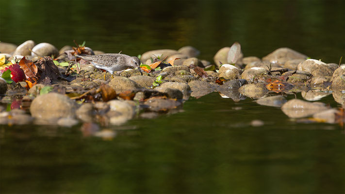 Temnikstrandläufer, momente-der-schoepfung.ch