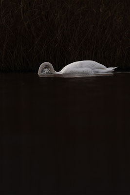 Höckerschwan, momente-der-schoepfung.ch