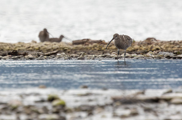 Brachvögel, momente-der-schoepfung.ch