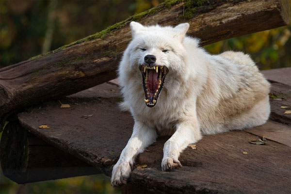 Polarwolf, momente-der-schoepfung.ch