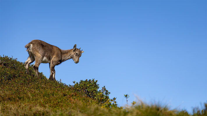 Alpensteinbock, momente-der-schoepfung.ch