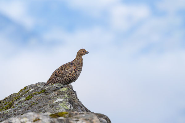 Birkhuhn, momente-der-schoepfung.ch