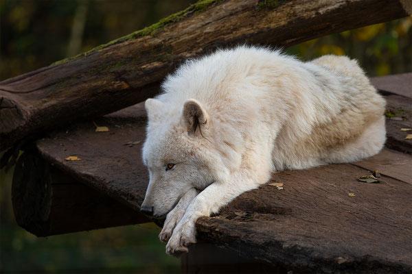 Polarwolf, momente-der-schoepfung.ch