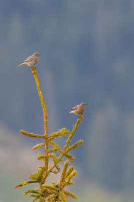 Hausrotschwanz,momente-der-schoepfung.ch