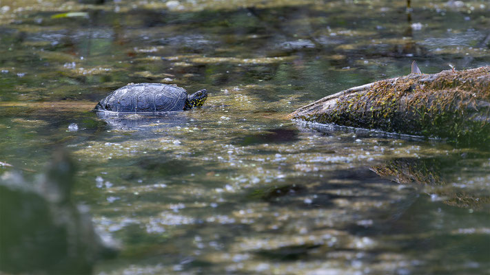 Europä. Schumpfschildkröte, momente-der-schoepfung.ch