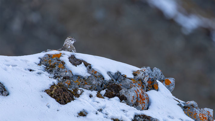 Alpenscheehuhn, momente-der-schoepfung.ch