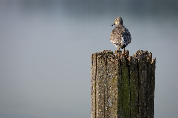 Knutt, momente-der-schoepfung.ch