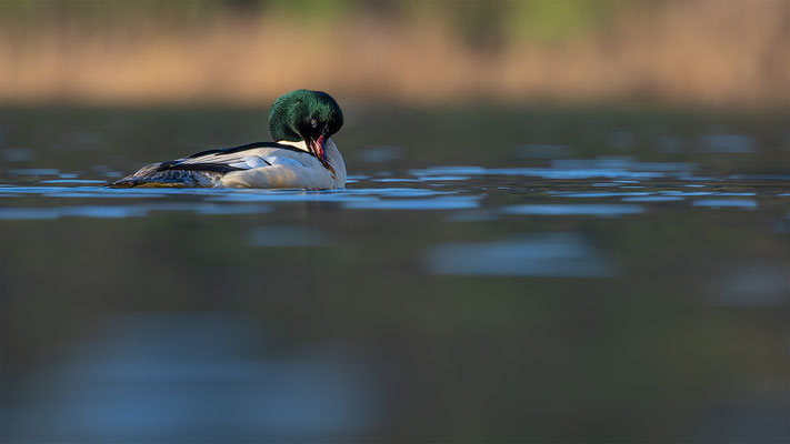 Gänsesäger, momente-der-schöpfung.ch