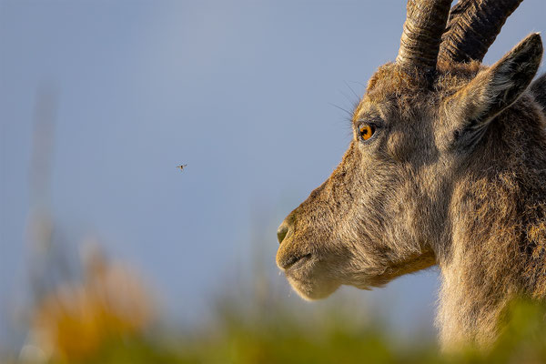 Alpensteinbock, momente-der-schoepfung.ch
