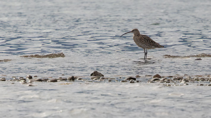 Brachvögel, momente-der-schoepfung.ch