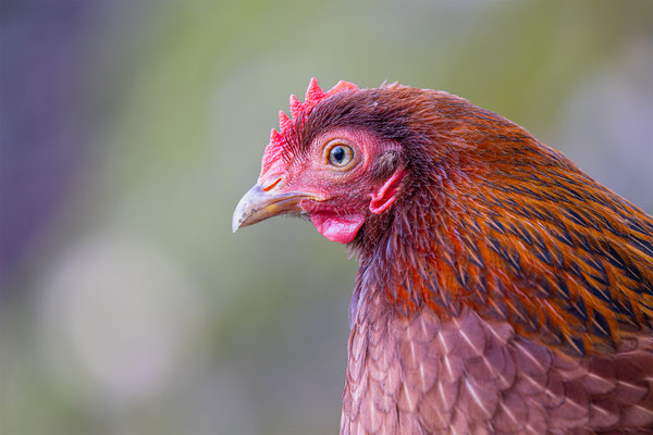 Huhn, Tierpakt Arth Goldau, momente-der-schoepfung.ch