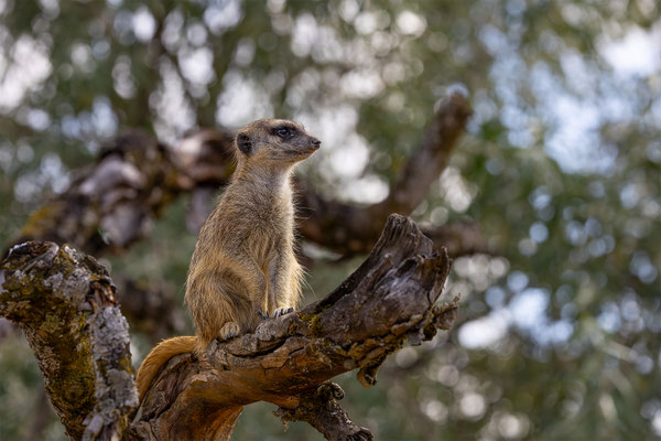 Erdmänchen, Zürcher Zoo, momente-der-schoepfung.ch