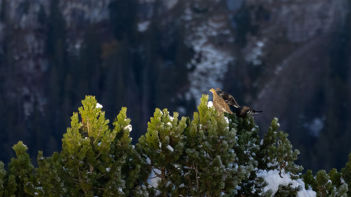 Birkhuhn, momente-der-schoepfung.ch