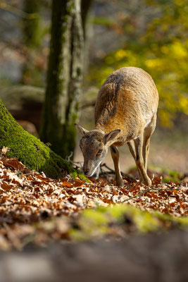 Mufflon, Tierpakt Arth Goldau, momente-der-schoepfung.ch