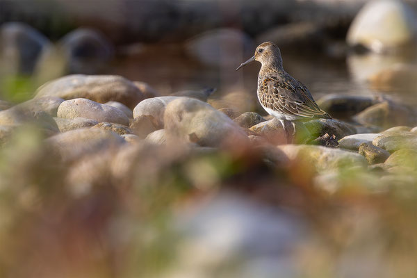 Alpenstrandläufer, momente-der-schoepfung.ch