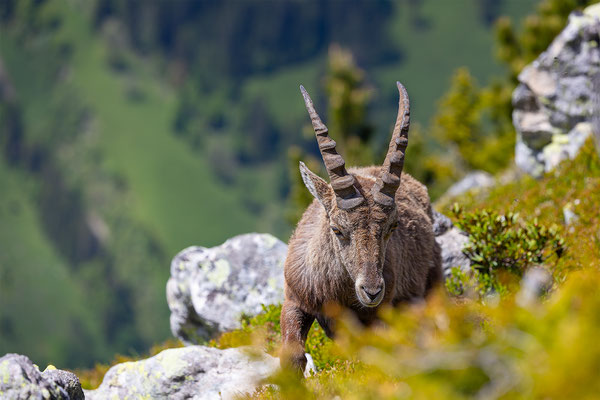 Alpensteinbock, momente-der-schoepfung.ch