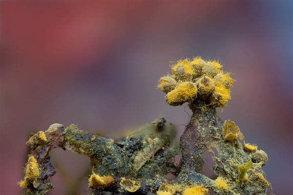 Myxomyceten Schleimpilz, Trichia verrucasa, ABM2.5:1, momente-der-schoepfung.ch