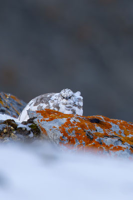 Alpenscheehuhn, momente-der-schoepfung.ch