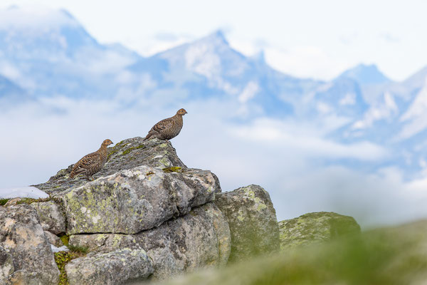 Birkhuhn, momente-der-schoepfung.ch