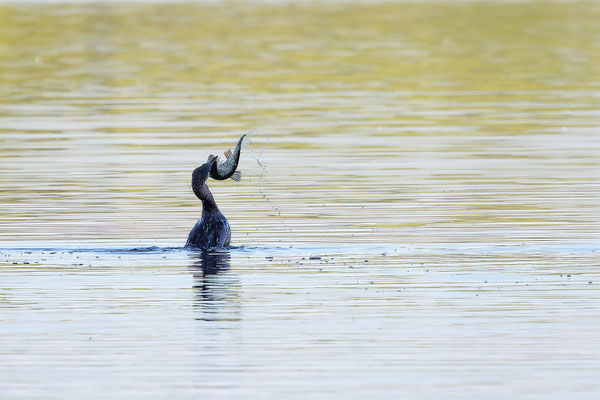 Kormoran, momente-der-schoepfung.ch