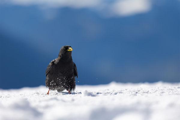 Alpendohle, momente-der-schoepfung.ch