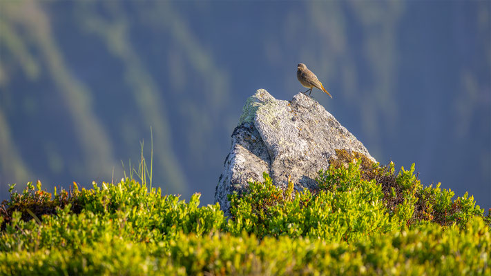 Hausrotschwanz,momente-der-schoepfung.ch